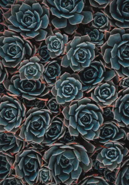 BOHEMIA 265 Eau de Parfum 50ml