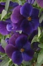 Violette a Sydney Eau de Parfum 100 ml 