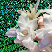 Tubereuse Couture 17 Eau de Parfum 100 ml