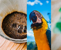 Sambaka Eau de Parfum 50 ml