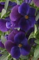 Violette a Sydney Eau de Parfum 100 ml 