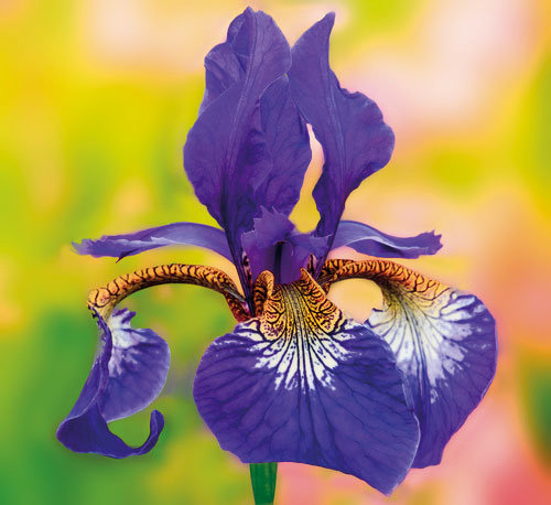Iris Oriental 14 Eau de Parfum 50 ml
